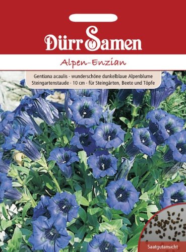Preisvergleich Produktbild Alpen-Enzian