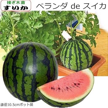 Amazon | スイカ ベランダdeスイカ 10.5cmポット苗 接ぎ木 西瓜 Amazon | スイカ ベランダdeスイカ 10.5cmポット苗 接ぎ木 西瓜