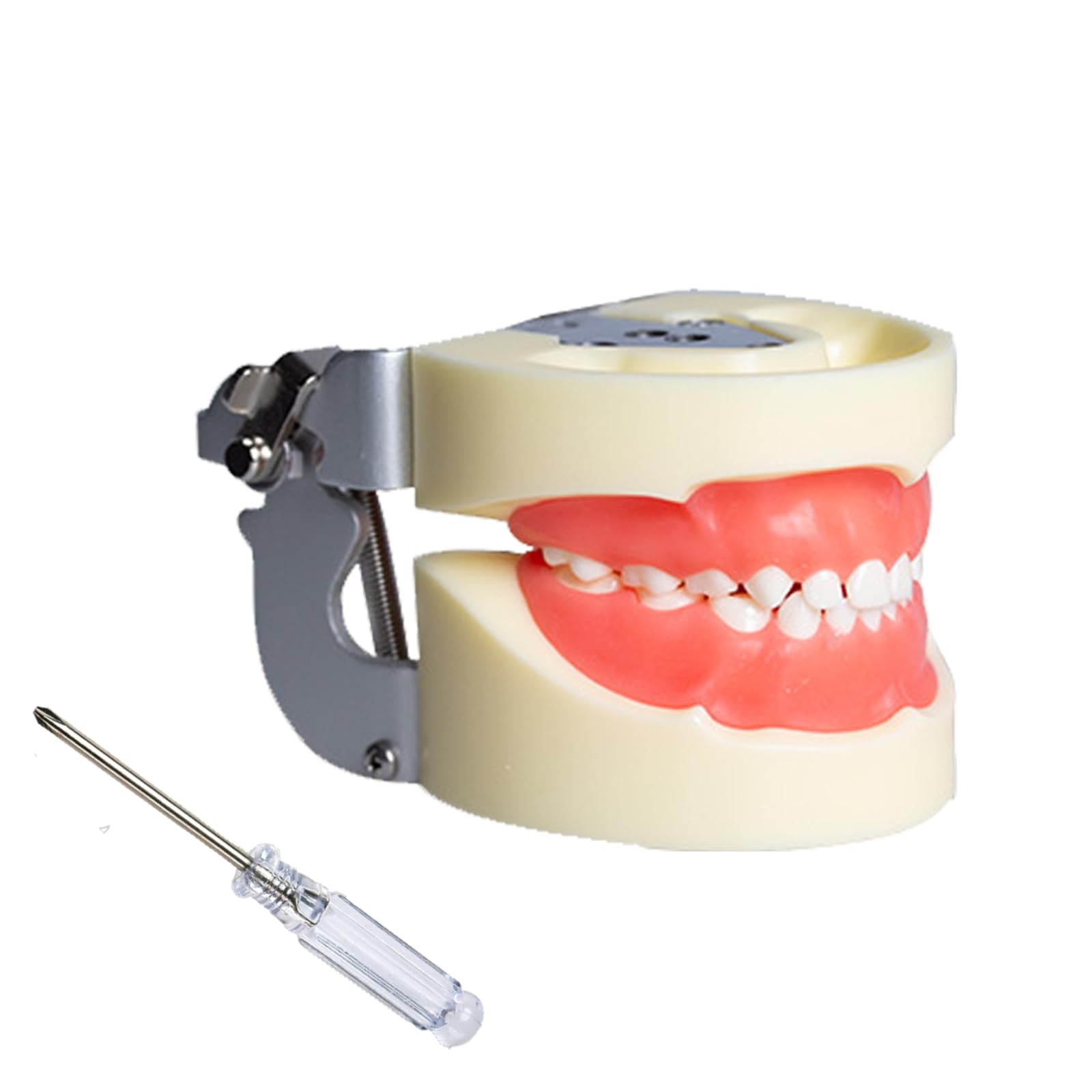 Typodont Child Teeth Model, with 24pcs Removable Teeth, Compatible with Kilgore Nissin for Teaching, Study