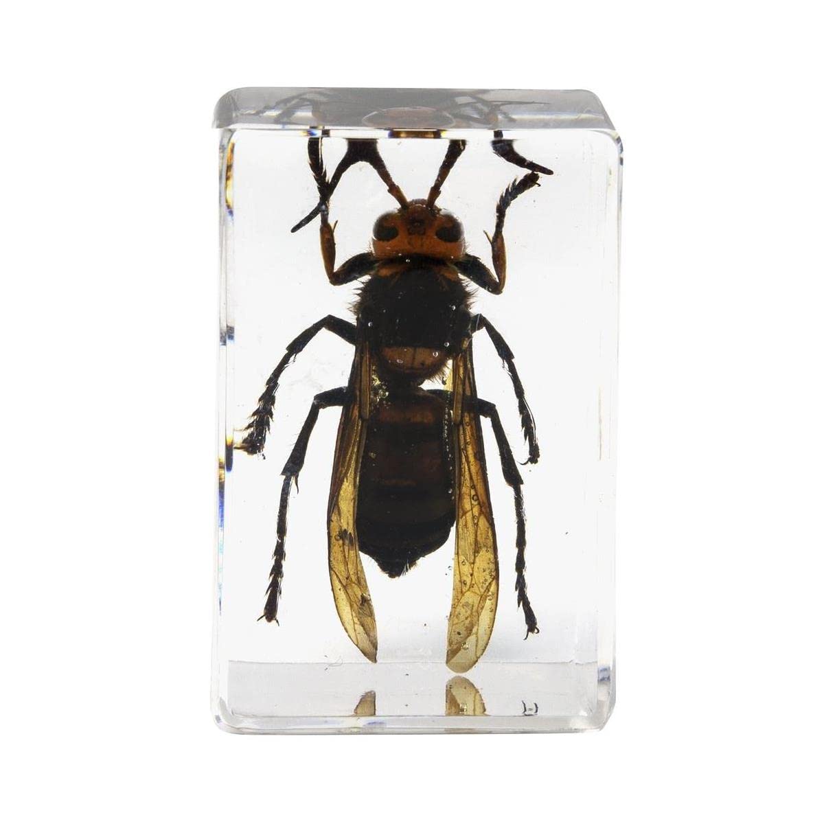 Celestron 44425 3D Bug Specimen Kit #5, Perfect for Entemology Enthusiasts, School Projects, Research or Gifts, Transparent Resin