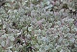 PlantaPro
