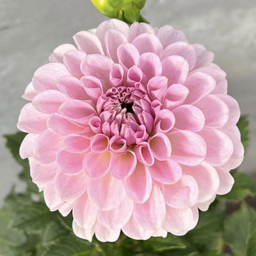 Amazon.co.jp: ダリア 球根 4品種 お楽しみセット ポートライト 祝杯