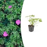 Plantenboetiek.nl