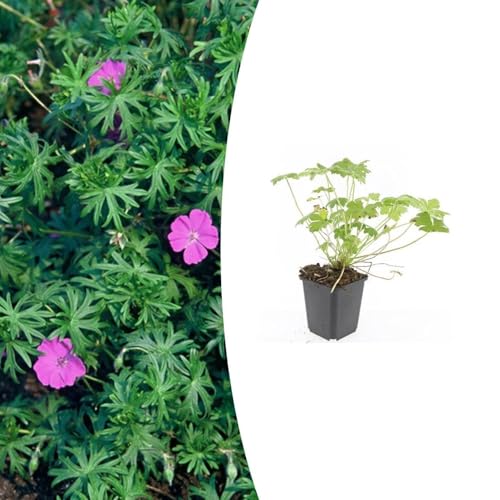 Geranio 'Tiny Monster' | 6 pezzi - 10-25cm - Ø9cm - Pianta da giardino