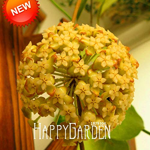 Semillas De Hoya Bonsái (Carnosa) | 20 Semillas | Planta Perenne De Interior Y Exterior | Muy Fácil De Cultivar