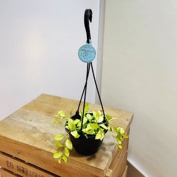 Amazon｜おしゃれ 観葉植物：ホヤ ヘウスケリアナ 斑入り*吊り鉢