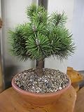 Pinus mugo Mops - Kugelkiefer-Krueppelkiefer Mops 20-25