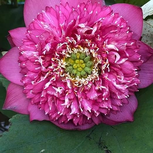 Image of Flowet Plant for Home Decor, Pooja | Large Size Flower Surely Blooming Within 45 Days lotus plant (Lakshmi)