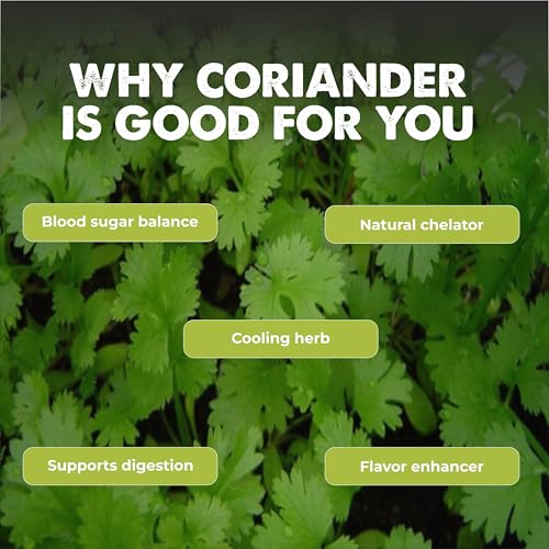 Image of Coriander (Dhania) (980+ Seeds) Vegetable Seeds for Home Garden, Organic & Hybrid, Perfect for Home Gardening, Planting For Pots and Patio