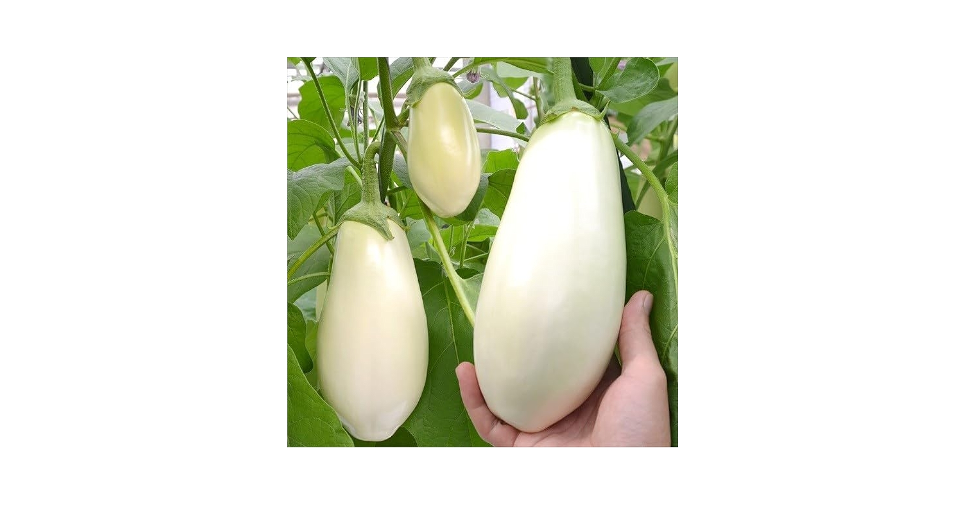 Amazon.co.jp: 種 野菜たね ナス F1とろーり旨なすR 1袋（20粒） / 国