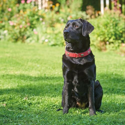 HUNTER SOFTIE STONE Hundehalsband, Kunstleder, mit Applikationen, pflegeleicht, 45 (S-M), rot