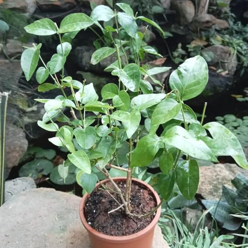 Image of Live Mogra Plant Rare Arabian Jasmine | Multi Petals Mogra Flowering Plant with Pot | Indoor Outdoor Fragrant White Flower Plant for Home Garden Balcony