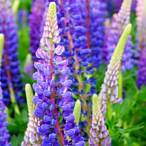 Image of Lupin Flower Seeds - Easy-to-Grow, Vibrant Blooming Perennials for Garden Borders, Pollinator-Friendly, Heirloom Seed Pack (Pack Of 30 Seed)