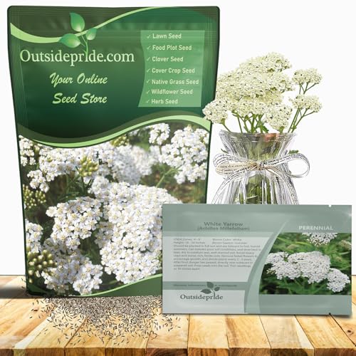 Outsidepride Achillea Millefolium Wild White Yarrow Seeds - 1/4 Lb. Perennial Flower Seeds, Drought Resistant, Low Maintenance & Easy Planting for Beautiful Garden & Fireflies Attraction