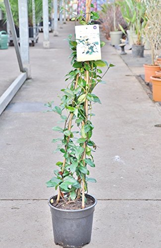 Sternjasmin ‚Star of Toscane‘ – 3 Exemplare Kletterpflanze kaufen