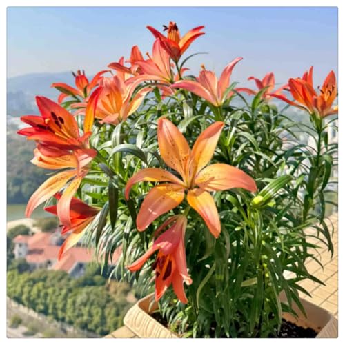 Giglio orientale Bulbi di giglio Decorazioni per piantagioni Giardino perenne Decorazioni in vaso facili da coltivare-6bulbi-D