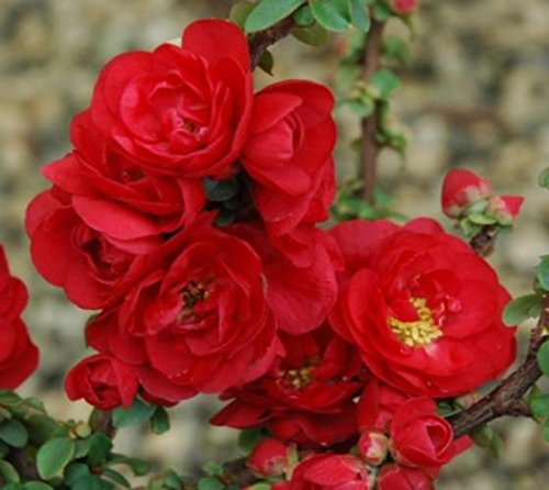 Double Take® Scarlet Quince - Live Plant - 3 Gallon Pot