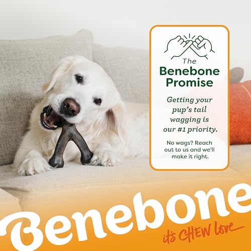 Image of Benebone Pumpkin Spice Wishbone - Limited Edition Flavor, Durable Dog Chew Toy for Aggressive Chewers, Made in USA, Large