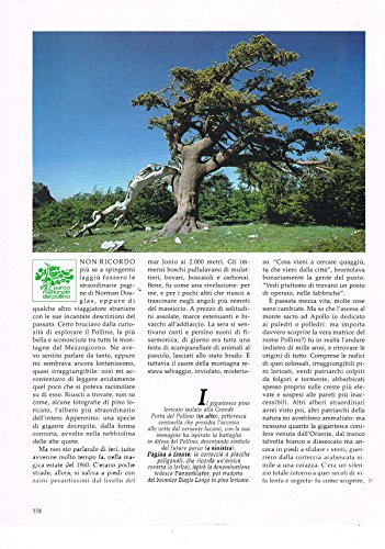 IL PINO VENUTO DALL'ORIENTE: IL PINO LORICATO