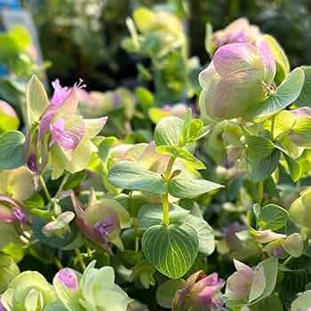 51Nykvop2AL._AC_UF350,