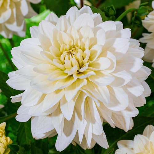 Dalias Bulbos Gigantes Decorativas Blancas - 5 Bulbos de Flores Exterior - Plantas Naturales Exterior de Holanda - No Resistente - Decoracion Jardin, Macetas y Balcón - Sin Semillas, No Artificiales