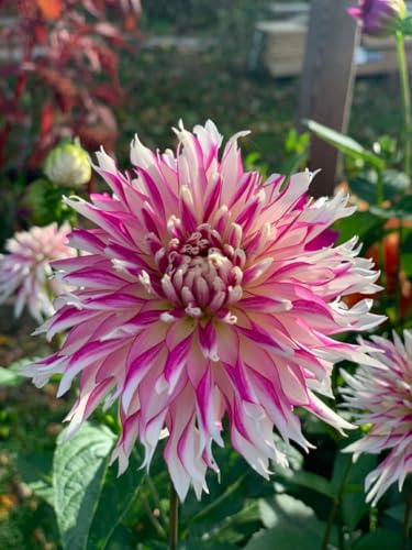 Image of SVG Imported Dahlia Flower Bulbs for Your Home and Gardening Pack of 2 Bulbs (strip pink)