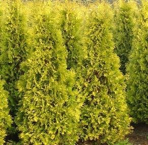 50 x Goldspitzen-Thuja im Topf 20-40 cm : Amazon.de: Garten