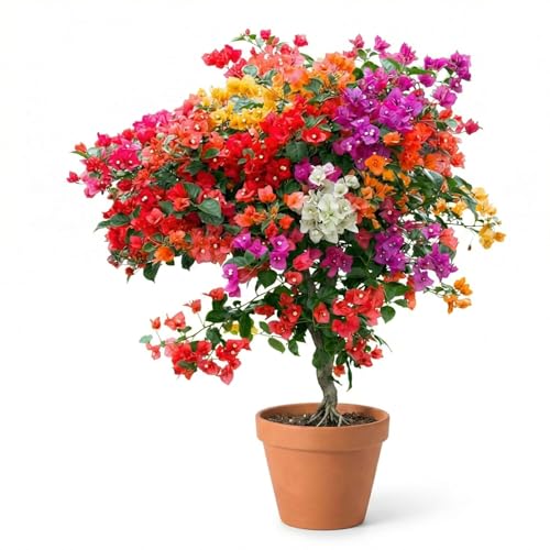 Image of Multicolor Bougainvillea Live Plant with Pot | Rare Grafted Multi Color Flowering Bougainvillea Plant | Decorative Outdoor Indoor Plant for Home Garden Balcony Terrace Decor | Pack of 1