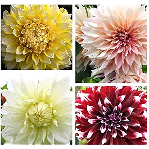 5 x Mixed Coloured 'Dinner-Plate' Dahlias (Tubers to Plant Yourself) Free UK Postage Cover