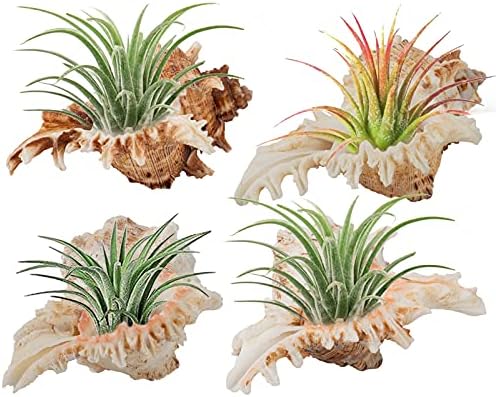 4 Pack Conch Sea Shell Air Plant Holders- 4-5 inches Natural Airplant Pot Unique Decorative Tillandsia Succulent Display Container for Home Garden Table Decors Beach Theme Party (No Plants)