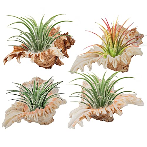 Comparison: Best Containers For Air Plants 7 4 Pack Conch Sea Shell Air Plant Holders- 4-5 inches Natural Airplant Pot, Decorative Tillandsia Succulent Display Container for Gardening Housewarming Gifts Home Table Decors, No Plants