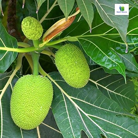 Mphmi Breadfruit, Artocarpus Altilis, Bakri Chajhar - Plant