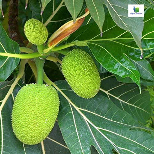 Mphmi Breadfruit, Artocarpus Altilis, Bakri Chajhar - Plant