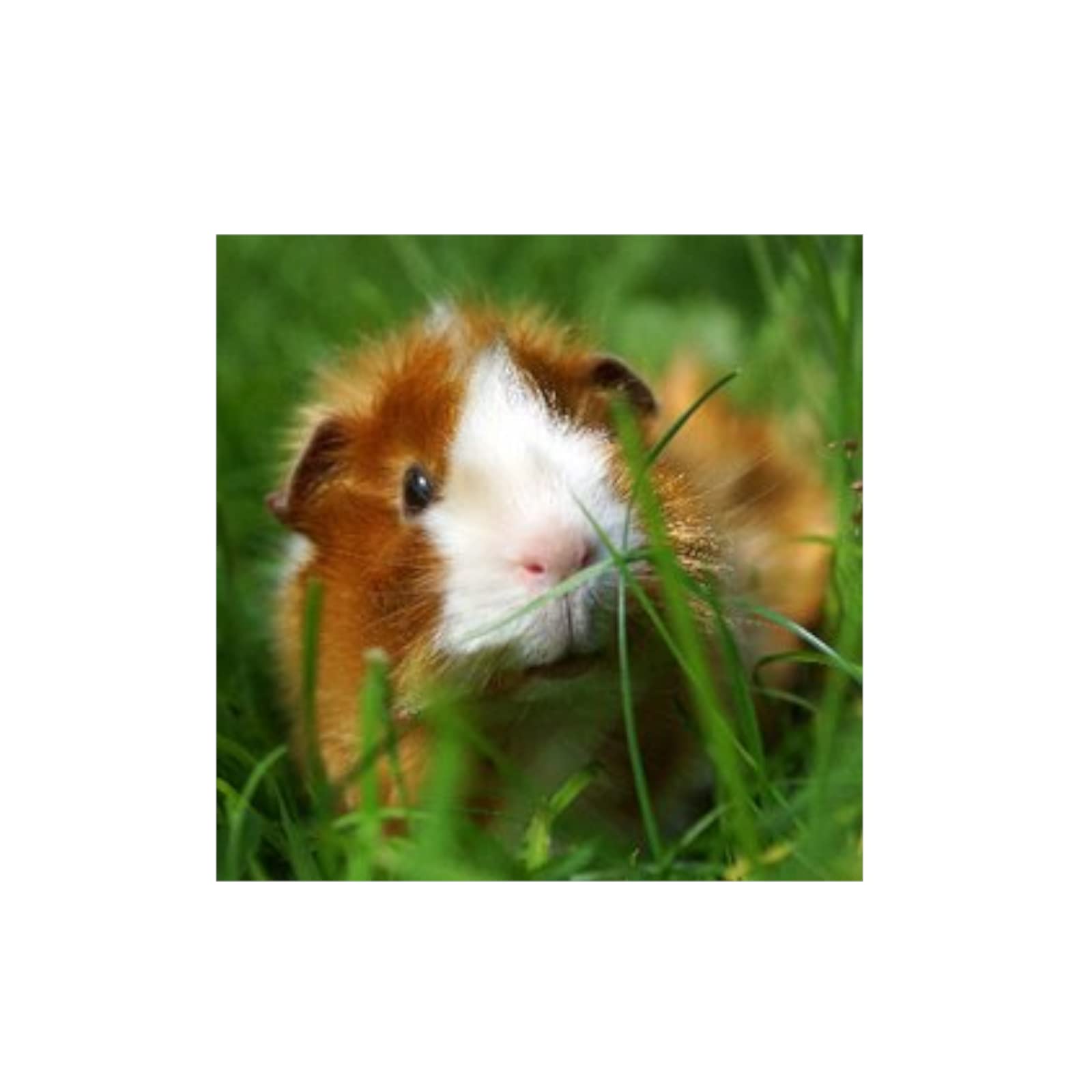 alfavet Rodi Care Basic | 4kg | Ergänzungsfuttermittel für Meerschweinchen & Kaninchen | Kräuterpelltes die dabei helfen können den Appetit und die Verdauungstätigkeit anzuregen