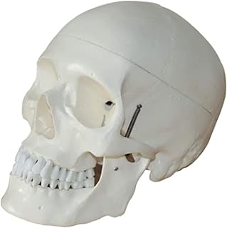 Study Model Educational Model 1:1 Anatomy Human Skull Model, Adult Life Size Skull Model Medical Anatomical 3 Parts Head Bone for Anatomical Learning Medical Education Arts,Medical Models SaiFei