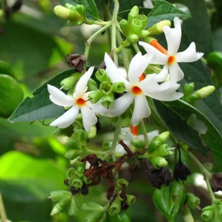 Image of Live Parijaat Harsingar Plant with Pot | Night Flowering Shiuli Tree | Indoor Outdoor Flowering Plant for Home Garden & Balcony