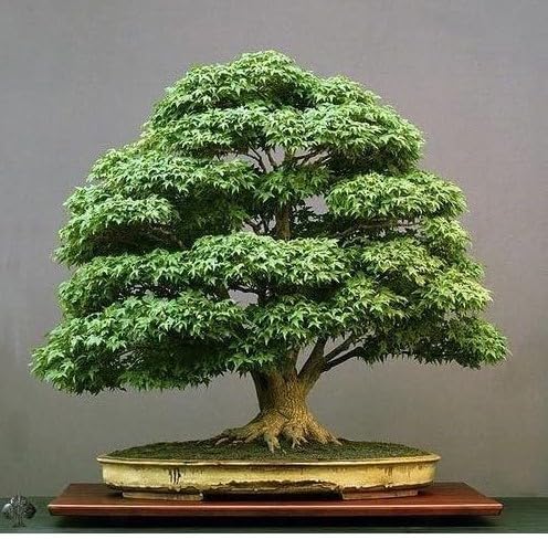 Bonsai banyan tree live plant (Pack of 1) NDN-6T5-image-45