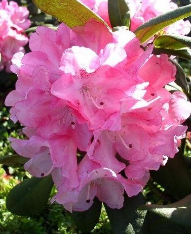Yakushima Alpine Rose Rhododendron Yakushimanum Anuschka 40 Cm In 4 Liters Of Plant Containers