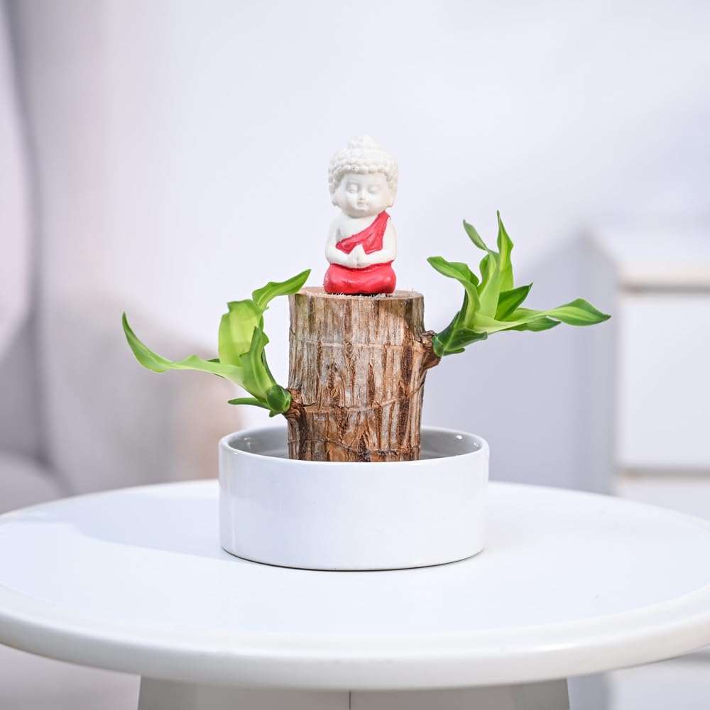UGAOO Brazilian Wood Live Plant with Ceramic Bowl & Miniature Buddha | Indoor Live Lucky Brazilian Wood Plant for Living Room, Home, Office, Table, Kitchen & Desk Decor