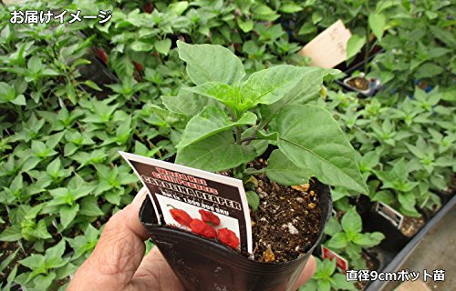 Amazon.co.jp: 辛とうがらし Carolina Reaper キャロライナ リーパー
