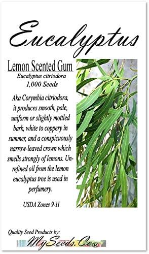 Miniatura 2 de Semillas para árbol de pino sin transgénicos de MySeeds.Co