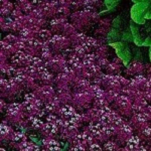 Maroon Sweet Fragrant Alyssum Flower Seeds / Perennial Easy to Seasons, Meaningful Gift.