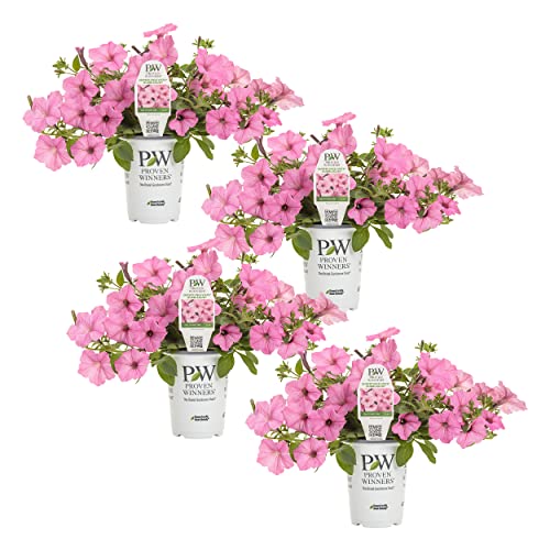Proven Winners Petunia Plant - Supertunia Vista Bubblegum - 4 Pack - Annual Flower for Spring & Summer Blooms - 6 Tall x 6 Wide 1.56 Pt Pot