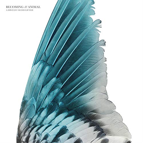 Amazon.com: A Distant Hand Lifted (Live) : BECOMING ANIMAL, Massimo ...