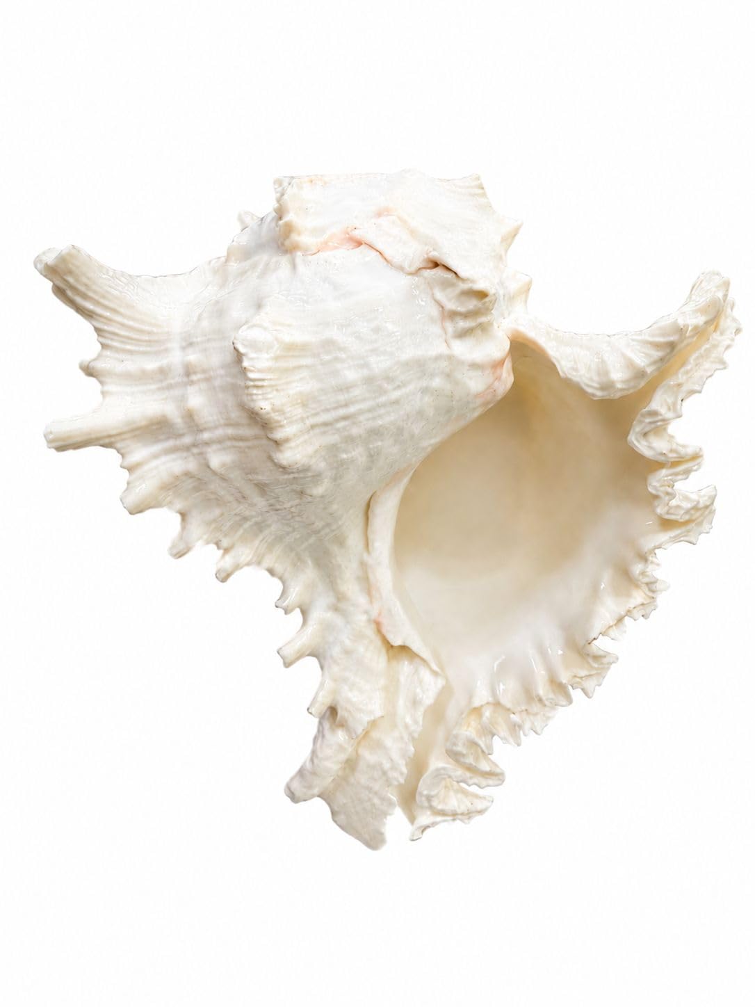 Natural Elephant Mulli Shell Large White Murex Conch Shell Coastal Ocean Home Decor Sea Shell Craft Table Top Decorative Showpiece-image-49