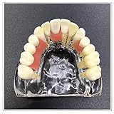 Zoom IMG-2 wotzov modello di denti tipodonte Zoom IMG-2 wotzov modello di denti tipodonte