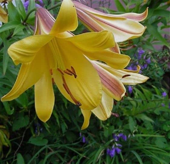 See full amazon price history chart for Oakwood Farms� | Oriental Lily | Fragrant Flower |Sweet Fagrance | Flower Bulbs | Imported and Hybrid |for Garden/Outdoors/Planting | Color- Yellow | Pack of 2 Oakwood Farms� | Oriental Lily | Fragrant Flower |Sweet Fagrance | Flower Bulbs | Imported and Hybrid |for Garden/Outdoors/Planting | Color- Yellow | Pack of 2 (B0B4DYCK9X) Amazon Price History, Amazon Price Tracker