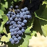 Caractéristiques de la plante * Variété : Uva di Troia / Nero di Troia (raisin de cuve noir) * Origine : Pouilles – région de Troia, Foggia * Vigueur : élevée * Port : expansif * Productivité : bonne