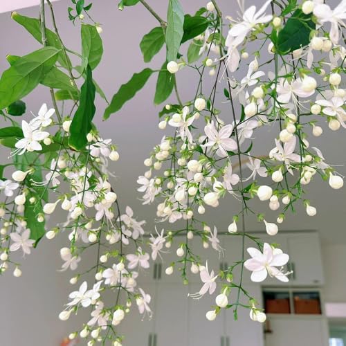 jasmin blumenbeet balkon blumensamen wildblumensamen herbstaussaat büropflanzen schmetterlingsflieder kübelpflanze winterhart stauden kräutersamen indoor garten blumendeko 250samen