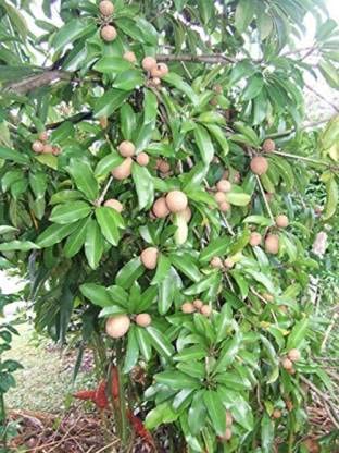 Image of Chikoo (Chiku) or Sapota Hybrid Grafted Variety Tree Chikoo Live Plant